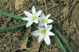 View full-size image Ornithogalum fimbriatum