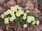 Primula vulgaris. Цветущее растение (вид сверху). Краснодарский край, Крымский р-н, окр. станицы Неберджаевская, ур. Темрючки, грабово-дубовый лес. 22.03.2025.