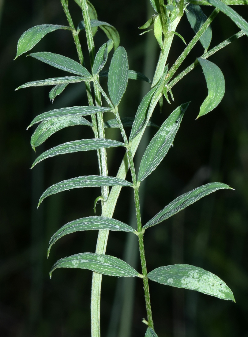 Image of Astragalus angreni specimen.