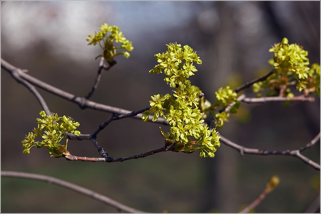 Изображение особи Acer platanoides.