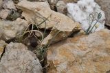 Смотреть изображение род Allium