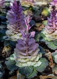 View full-size image Brassica oleracea variety viridis