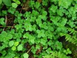Смотреть изображение Galium kamtschaticum