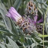 View full-size image Psephellus carbonatus