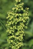 View full-size image Rumex crispus