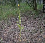 View full-size image Verbascum thapsus