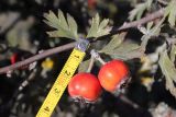 View full-size image Crataegus orientalis