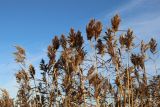 View full-size image Phragmites australis
