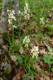 Orchis provincialis. Цветущие растения. Крым, Бахчисарайский р-н, окр. с. Соколиное. 14 мая 2008 г.