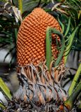 Смотреть изображение Cycas revoluta