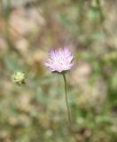 View full-size image Pterocephalus plumosus