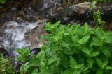 View full-size image Mentha longifolia