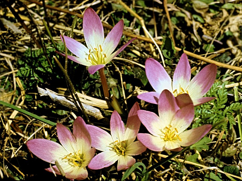 Изображение особи Colchicum speciosum.