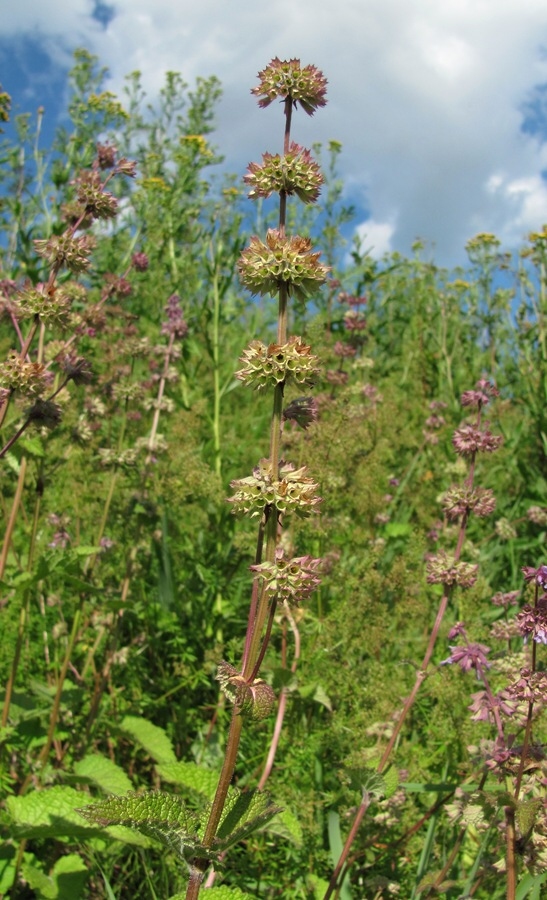 Изображение особи Salvia verticillata.