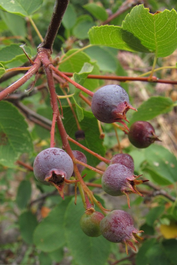 Image of Amelanchier ovalis specimen.