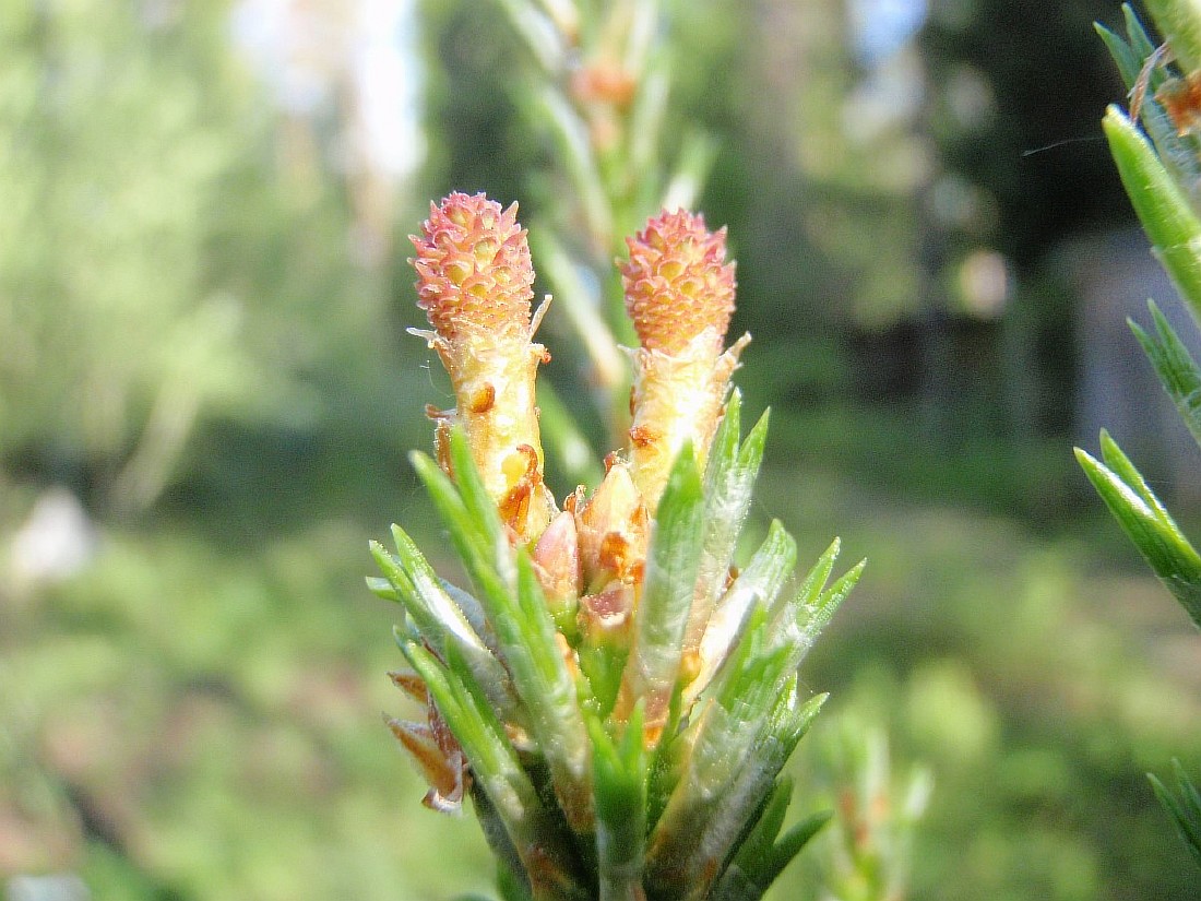 Image of Pinus friesiana specimen.