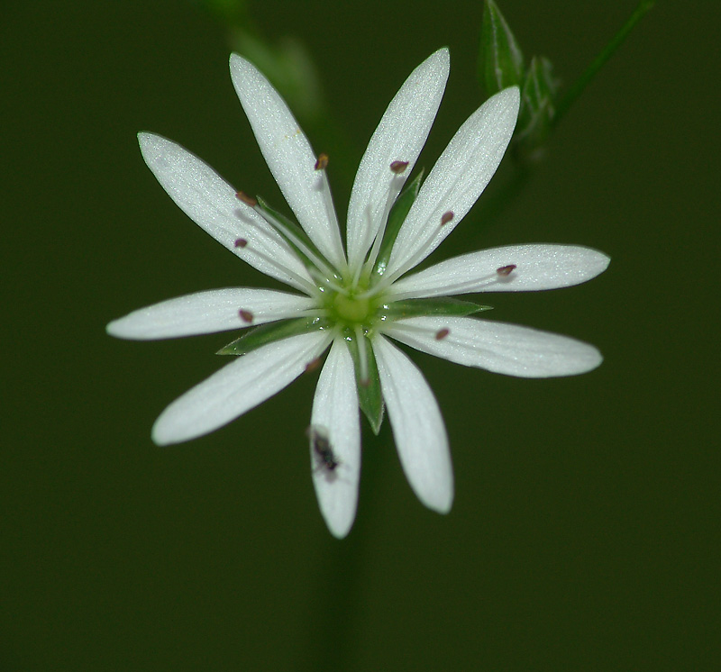 Image of Stellaria graminea specimen.