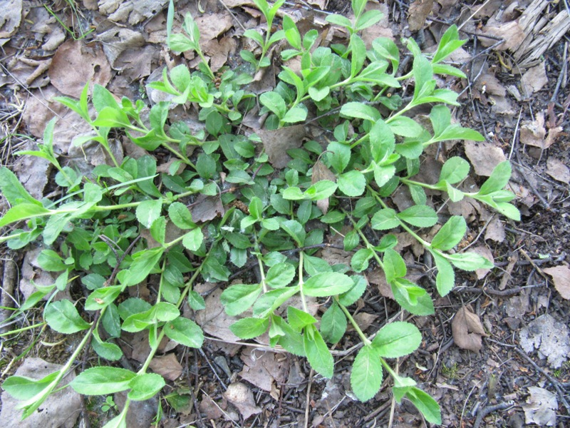 Image of Veronica officinalis specimen.