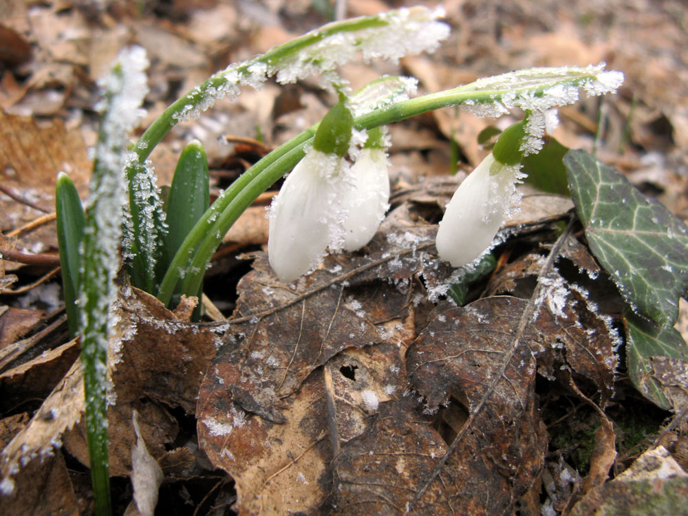 Image of Galanthus plicatus specimen.