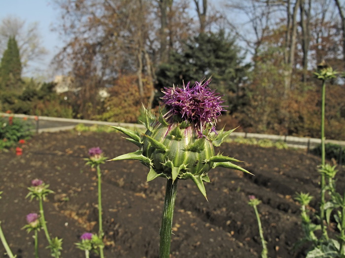 Изображение особи Silybum marianum.