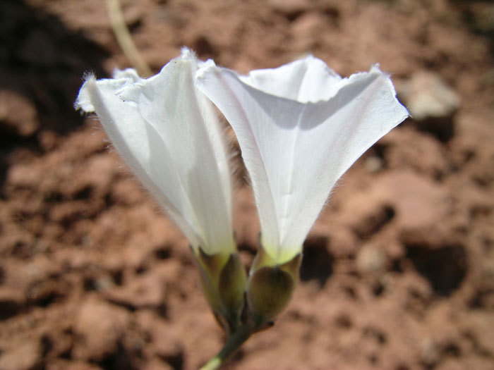 Image of Convolvulus krauseanus specimen.