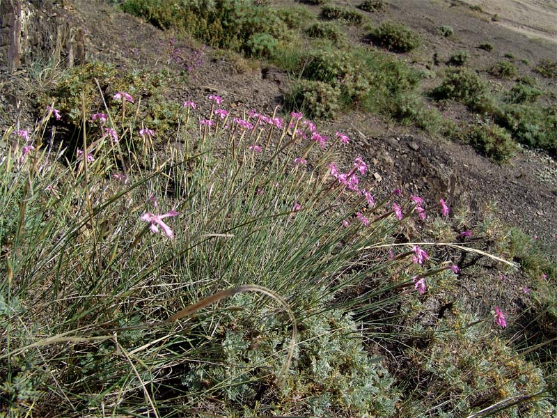 Image of Dianthus orientalis specimen.