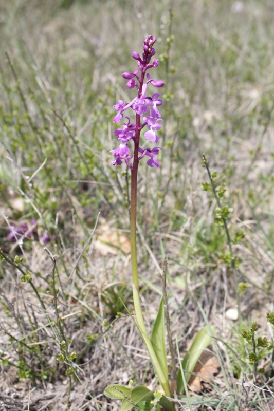 Image of Orchis mascula specimen.