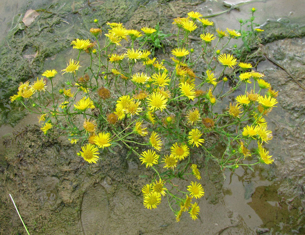 Image of Inula caspica specimen.