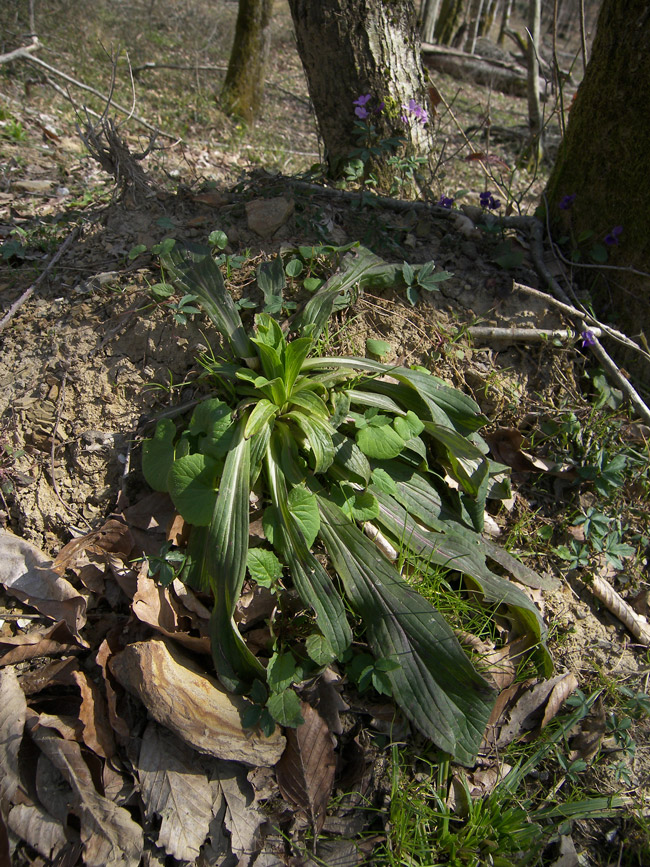 Изображение особи Digitalis schischkinii.