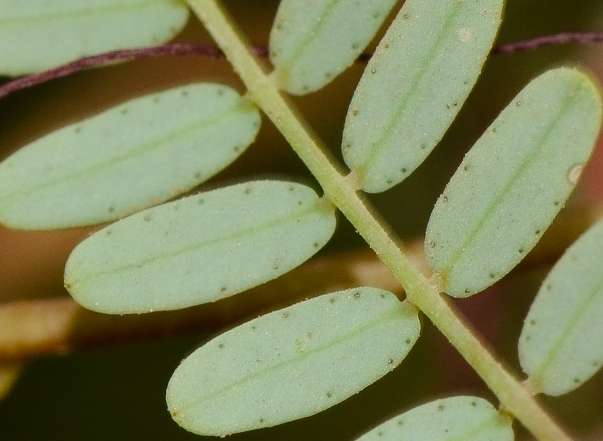 Изображение особи Caesalpinia gilliesii.