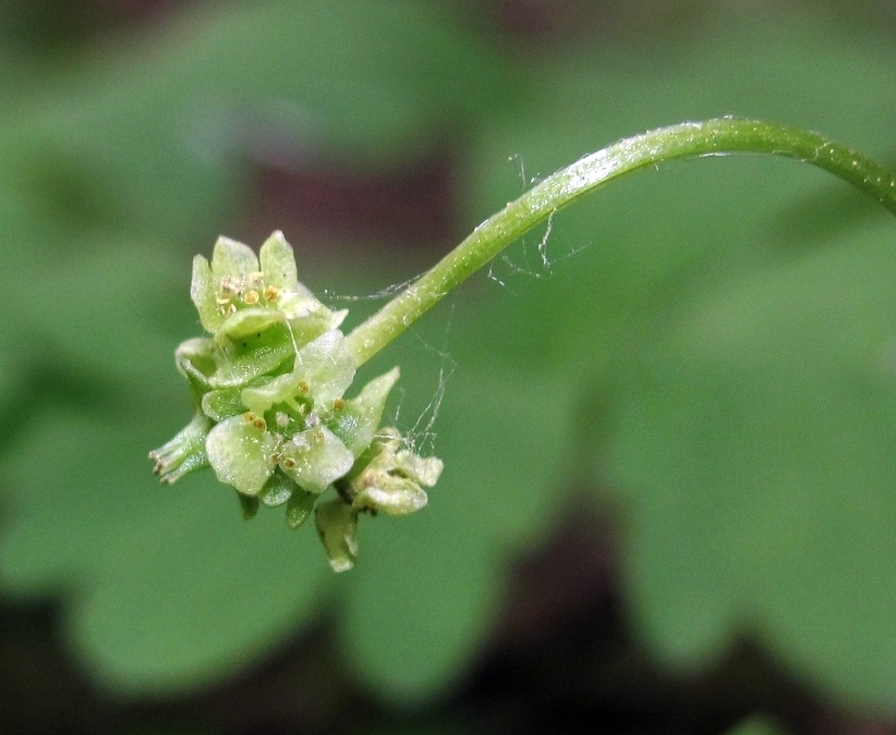 Image of Adoxa moschatellina specimen.