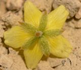 Tribulus terrestris. Цветок (вид со стороны чашечки). Израиль, впадина Мёртвого моря, пос. Эйн Бокек, рудеральное местообитание. 30.04.2012.