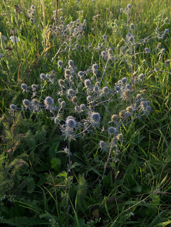 Image of Eryngium planum specimen.