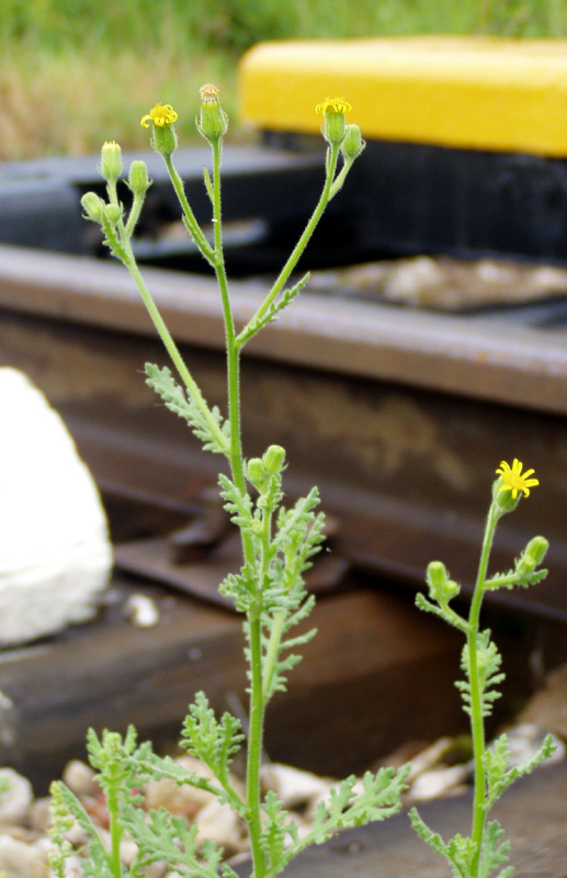 Image of Senecio viscosus specimen.