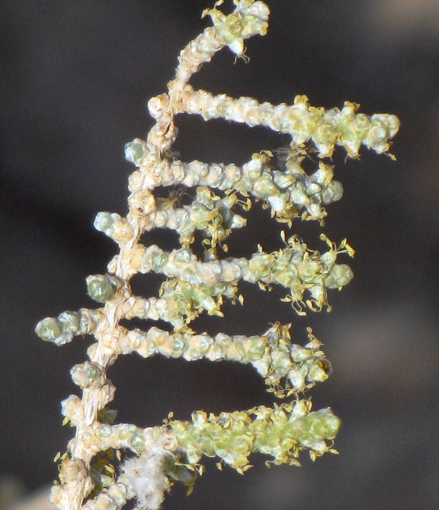 Image of Salsola cyclophylla specimen.