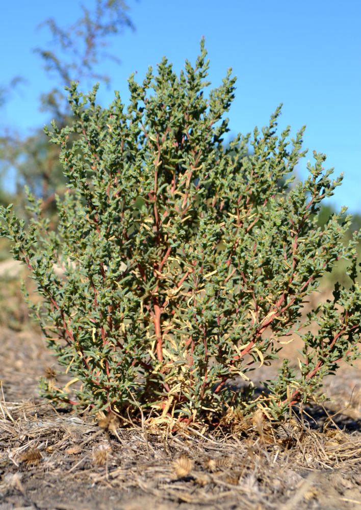 Image of Petrosimonia oppositifolia specimen.