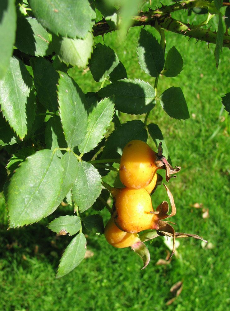 Image of genus Rosa specimen.