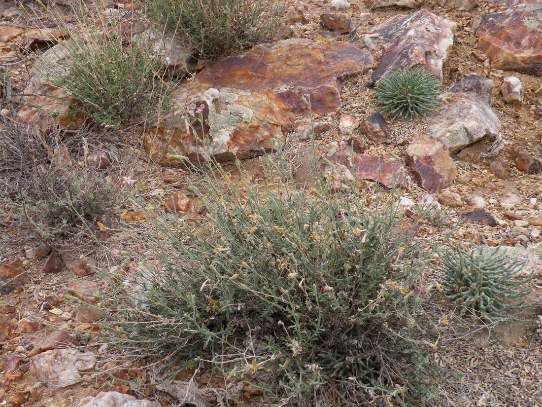 Image of Silene fruticulosa specimen.