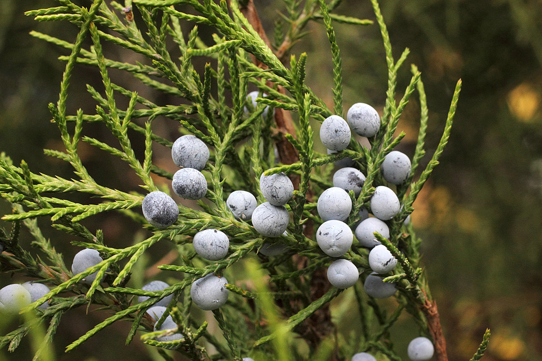 Image of Juniperus virginiana specimen.