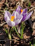 Crocus vernus. Цветущие растения ('Pickwick'). Ленинградская обл., пос. Дубки, в культуре. 25.04.2009.