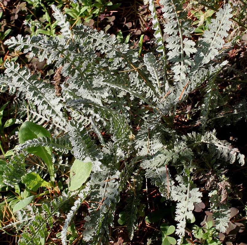 Image of Achillea clypeolata specimen.