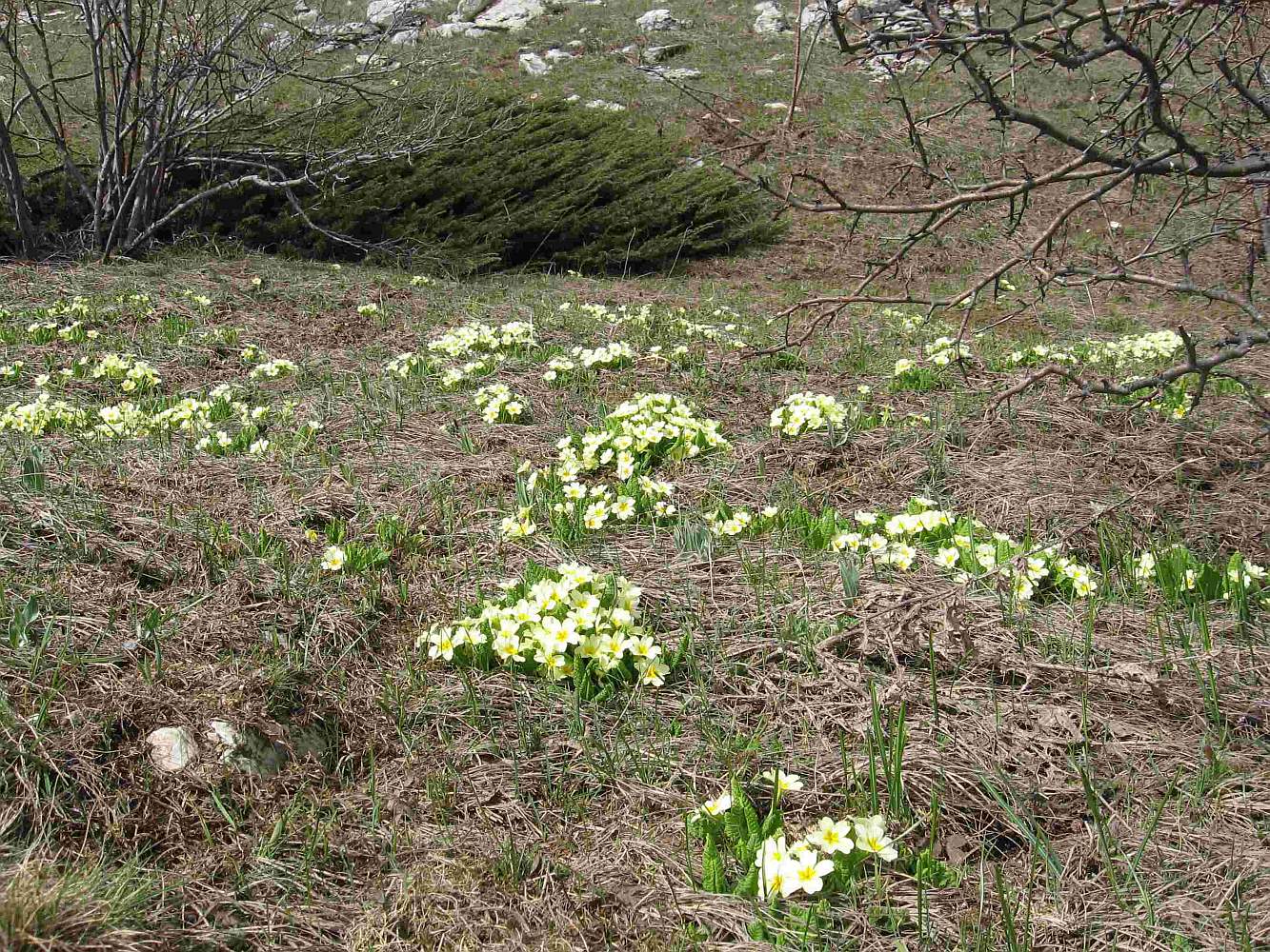 Изображение особи Primula vulgaris.