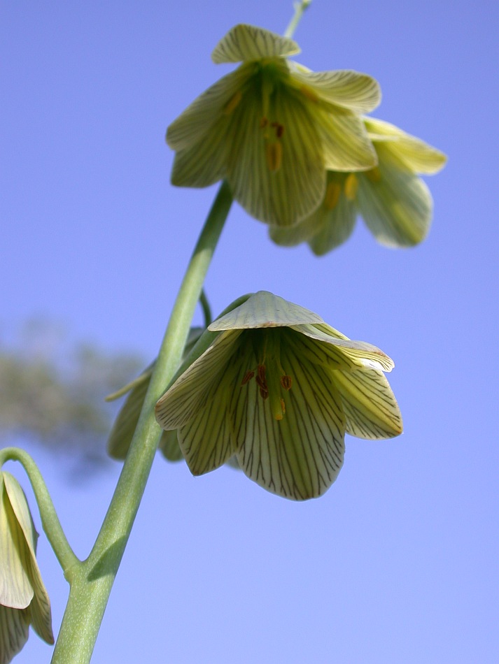 Image of Fritillaria persica specimen.