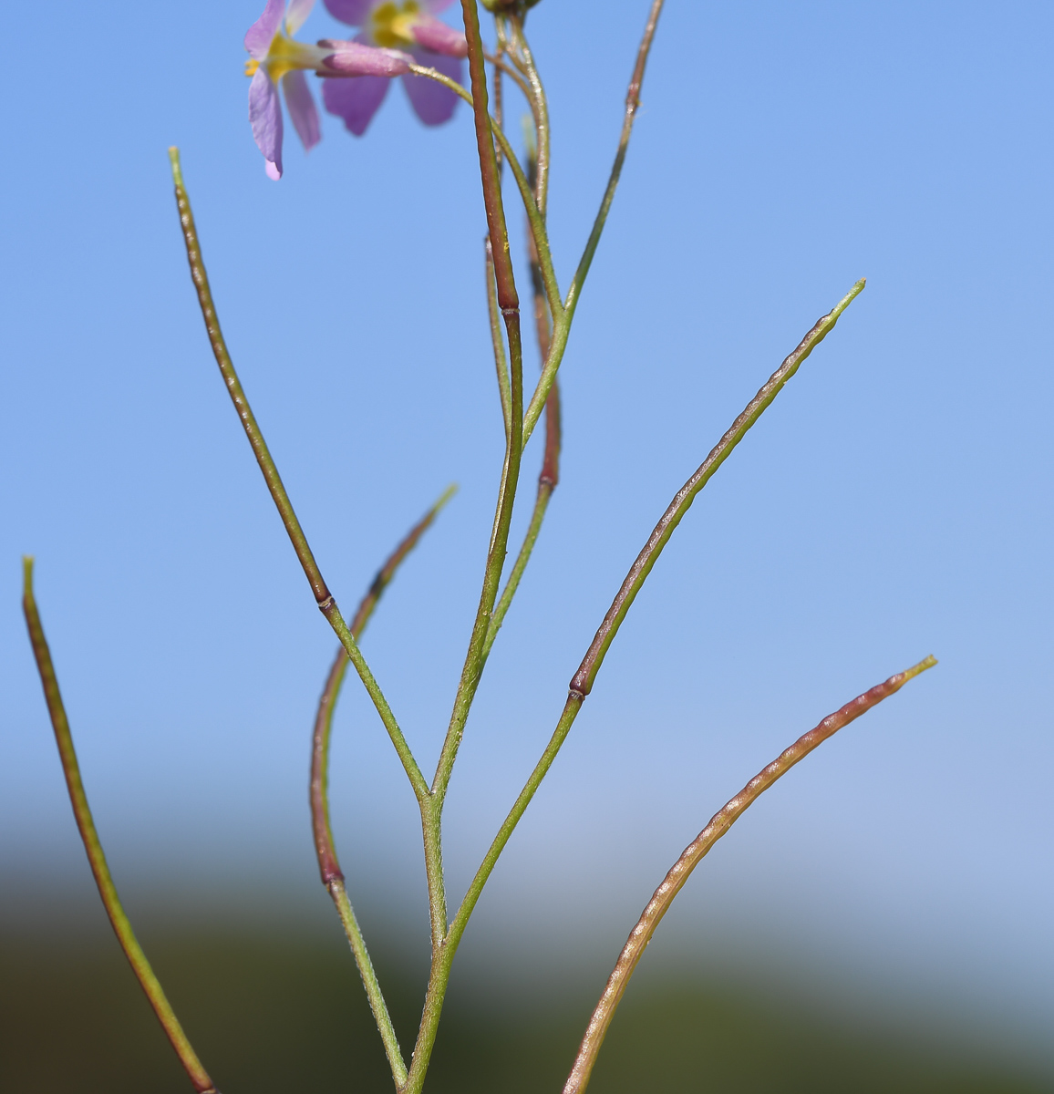 Изображение особи Malcolmia pulchella.