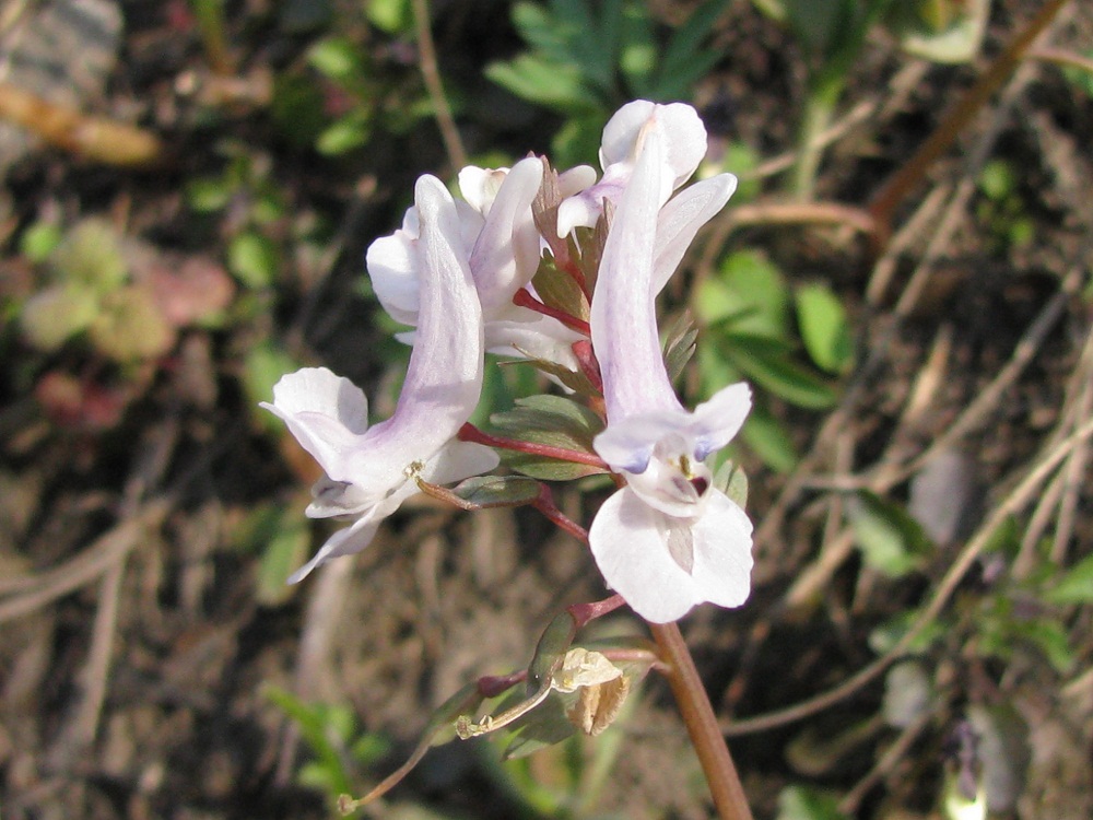 Image of Corydalis solida specimen.