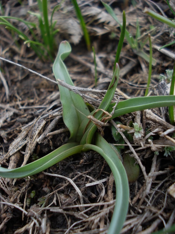 Image of Colchicum arenarium specimen.