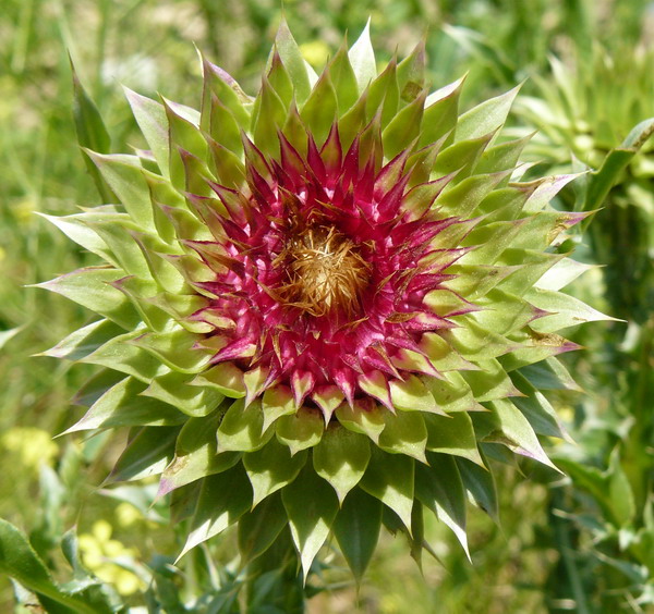 Image of Carduus thoermeri specimen.