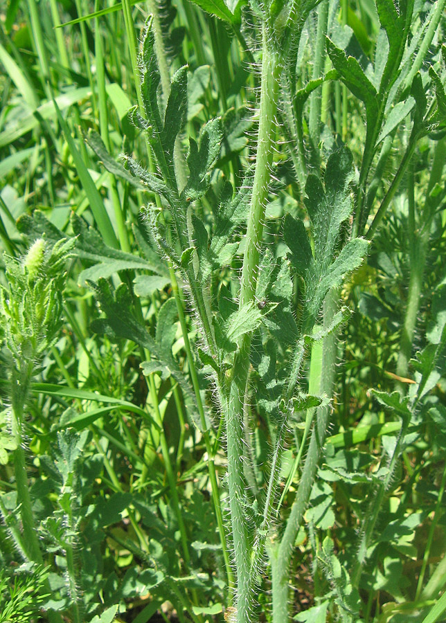 Изображение особи Papaver stevenianum.