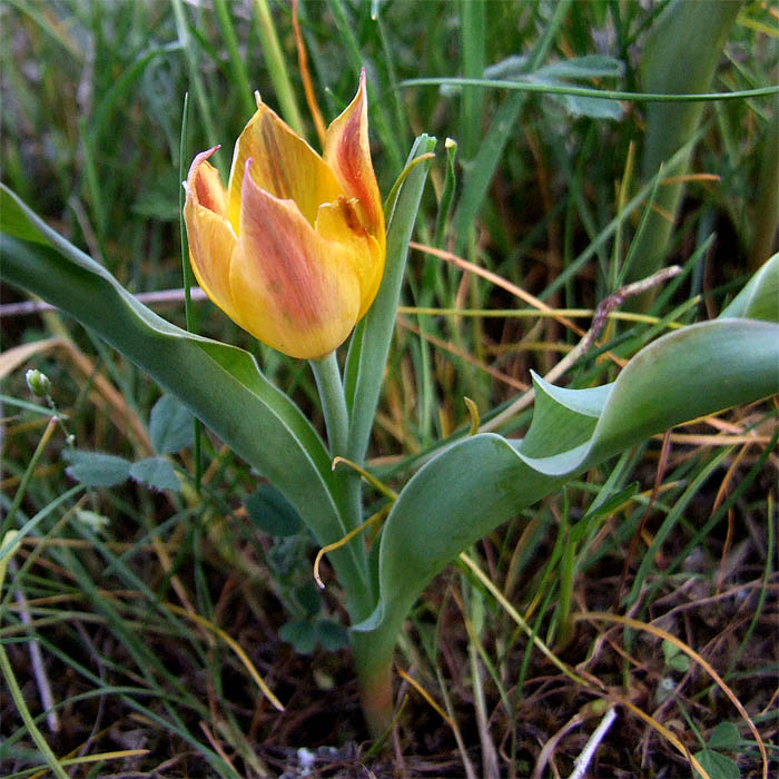 Image of Tulipa suaveolens specimen.