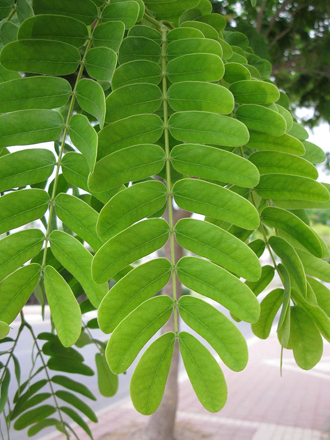 Image of Albizia lebbeck specimen.